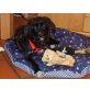 CARMELLA Melly, Pflegestelle Niederösterrei, anhängliche Katzenfreundin! Zwergschnauzermix - Hündin