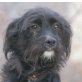 CARMELLA, Pflegestelle Niederösterreich, aktiver, quirlige Schnauzermix - Hündin