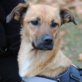 CARMEN, Mix, mittelgroß werdend,  geb. ca. Dez Welpen - Hündin