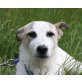 CARMO, Colliemix,Pflegestelle Wien Welpen - Rüde