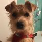 CARO - Linares, Border-Terrier-Mix - kastriert - Hündin