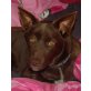 CAROLINE, Pflegestelle Oberösterreich, wunderschöne, folgsame Kelpie - Hündin