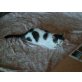 CARONA (Einzelhaltung), Tierschutz - Katze