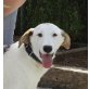 CASEL, Labrador Mix - Hündin