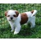 CASHIRA, Shih Tzu - Hündin