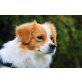 CASIMIR, Pflegestelle Wien, zuckersüßer Pinscher-Cavalier KingCharles Mix - Rüde