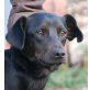 CASPER 2, Pflegestelle Niederösterreich, TOLLE MISCHUNG - Labi/Pinscher/Jagdhundmix - Rüde