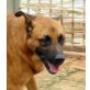 CASPER, kluger,verspielt.sportl.BelgischerSchäferhund - Rüde