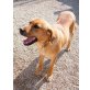 CASSIA fröhlich und unbeschwert, Labrador - Mix - Hündin