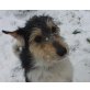 CASSIDY, Pflegestelle Tirol, verschmuste, freundliche Mischlings - Hündin
