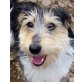 CASSIDY, Pflegestelle Tirol, verspielte kleine (Terrier)Mix - Hündin