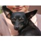 CASSY - Pflegestelle Österreich, Pinscher - Hündin