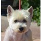 CATALAN - Linares, West Highland White Terrier, kastriert - Rüde