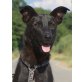 CATHRIN, Pflegestelle Niederösterreich, zierliche, brave Labrador-Mix - Hündin