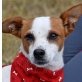 CATHY - Linares, Jack-Russell-Mischling, kastriert - Hündin