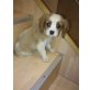 CAVALIER KING BUBI, Cavalier King Charles Spaniel Welpen - Rüde