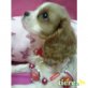 CAVALIER KING MÄDI, Cavalier King Charles Spaniel - Hündin