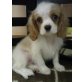 CAVALIER MÄDI, Cavalier King Charles Spaniel Welpen - Hündin