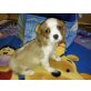 CAVALIER MÄNNCHEN, Cavalier King Charles Spaniel Welpen - Rüde