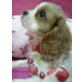 CAVALIER WEIBCHEN , Cavalier King Charles Spaniel - Hündin