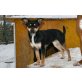 CC, Jack Russell  - Hündin