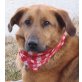 CEDRA, Pflegestelle Wien, Schäfer-Collie-Mix - Hündin