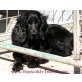 CELINE, Cocker Spaniel - Hündin