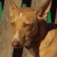 CERO, Podenco Andaluz - Rüde