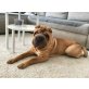CESAR, Pflegestelle Deutschland, verspielter, anhänglicher Shar-Pei-Rüde - Rüde