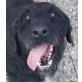 CESAR WARTET IN HOHENHAMELN, Schnauzer - Rüde