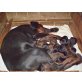'CH'... Z HELFTÝNA, Dobermann Welpen - Hündin