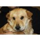 CHA-CHA, Shar Pei/Retrievermix,Pflegestelle OÖ Welpen - Hündin