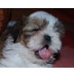 CHACCO, Shih Tzu - Rüde