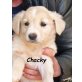 CHACKY, CHACKY - Golden-Retriever-Mix Welpen - Rüde