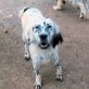 CHAMA, English-Setter, kastriert, ca. 3 Jahre - Rüde