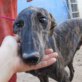 CHAMP, Galgo, leicht Rauhaar, geb. 28.02.2011 Welpen - Rüde