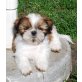 CHANDRA, Shih Tzu - Hündin