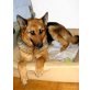 CHANIA, Pflegestelle Wien, Deutscher Schäferhund - Hündin
