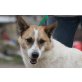 CHAP, Pinscher-Huskymixrüde, kastriert, PS NÖ - Rüde