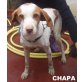 CHAPA, ... sucht dringend ein liebes Zuhause! - Hündin