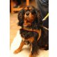 CHARLEEN, Cavalier King Charles Spaniel - Hündin
