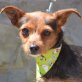 CHARLENE - kastriert, Yorkshire-Terrier-Mischling - Hündin