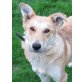 CHARLIE 4 - Pflegestelle Wien, Schnurrender Schäfer-Collie-Mix - Rüde