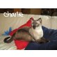 CHARLIE.. lustige Prinzessin!, Siamesen - Katze