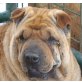 CHARLIZE, Pflegestelle Wien, verschmuster, kleine SHAR PEI - Hündin
