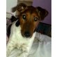 CHARLY 14, Pflegestelle Wien, Verspieltes,kluges Kerlchen!Agiler Foxterrier - Rüde