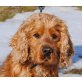 CHARLY 'Der kleine Security' Pflegestelle OÖ, Englischer Cockerspaniel - Rüde