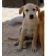 CHARLY, Golden Retriever/Labrador Mix Welpen - Rüde