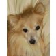 CHARLY, Papillon-Sheltie-Mix - Rüde