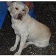 CHARLY, Rettung im letzten Moment für Labradormischlg - Rüde
